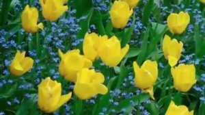 С праздником Весны -1