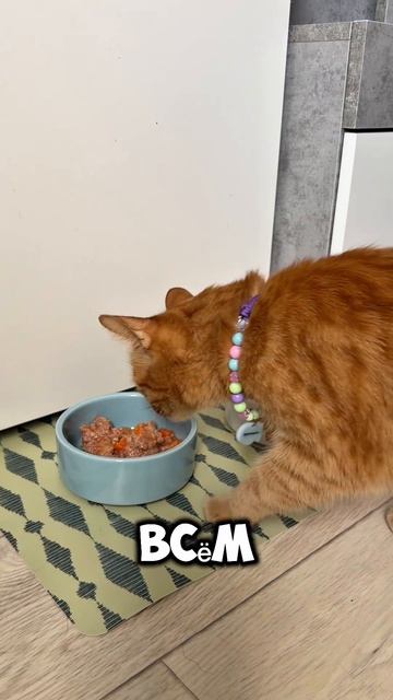 факты о котиках