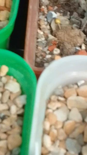 Для тех кто хочет кактусы но не любит колючки