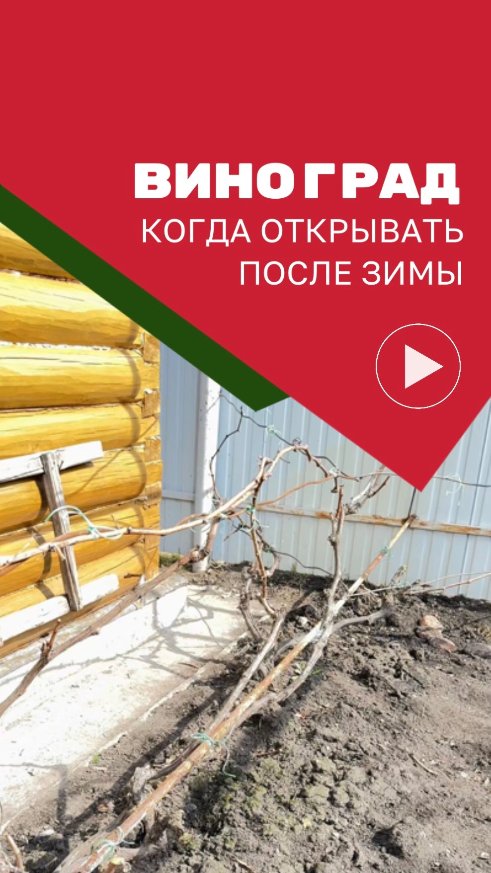 удобрение винограда весной