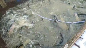 рыбка чувствует себя отлично