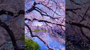 Selerkna Я НЕ СКОРО ВЕРНУСЬ С ВОЙНЫ