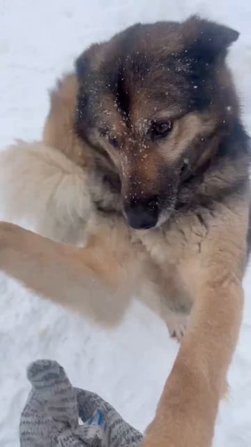 Немного воспоминаний 🤪
#приютСудьба #приютдляживотных #животные #собаки