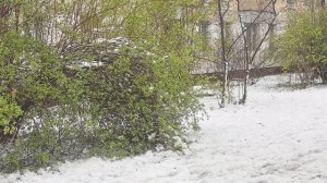 Сейчас 27.04.2026г., позор работы деятельности Главе управы района Хорошево-Мневники по г. Москве