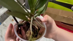 Чудо-посылка с чудо-орхидеями!