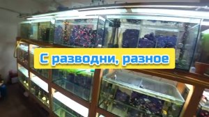 С разводни, разное