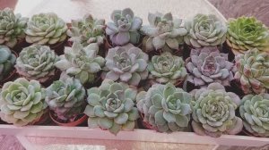 БОЛТАЛКА ● КАК Я БОРЮСЬ С ВРЕДИТЕЛЯМИ СУККУЛЕНТОВ ● ОТВЕТ НА ВОПРОС ●