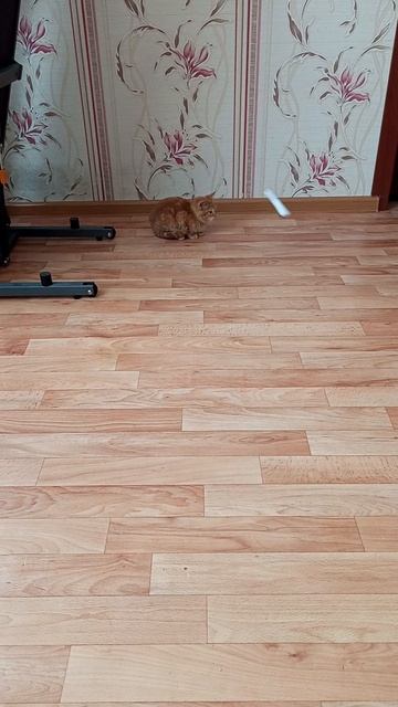 маленький рыжик