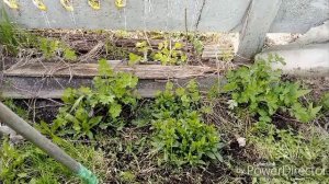 Работаю пока дождя нет.