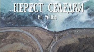 Сахалин - нерест селёдки, немного не успел на сбор.