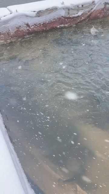 Запуск форели