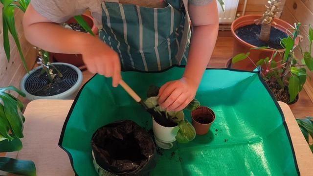 аня пересаживает фиалку в новый грунт  Полный процесс