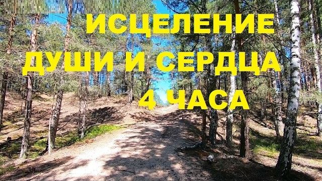 УТРЕННЕЕ ПЕНИЕ ЛЕСНЫХ ПТИЦ В СОЛНЕЧНОМ СОСНОВОМ ЛЕСУ. ИСЦЕЛЕНИЕ ДУШИ И СЕРДЦА ОТ ТРЕВОГ!