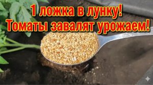 1 ЛОЖКА В ЛУНКУ при ПОСАДКЕ ТОМАТОВ и они ЗАВАЛЯТ УРОЖАЕМ!