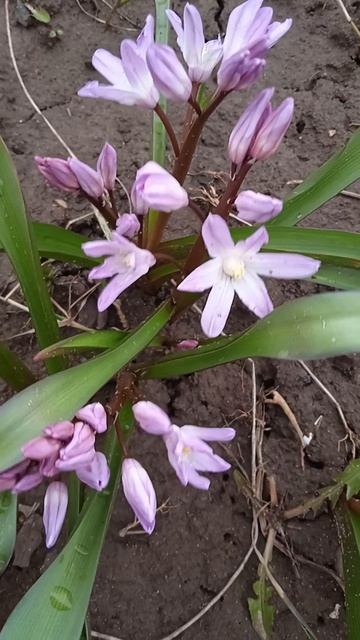 Хионодокса весенний первоцвет 27 апреля