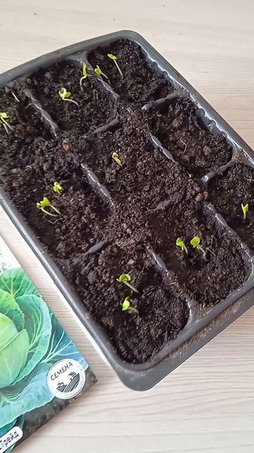 Семена ранней капусты: как быстро появились всходы