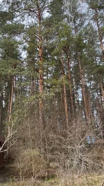 2-х этажная брусовая дача в сосновом бору на участке 6.5 соток в СНТ 