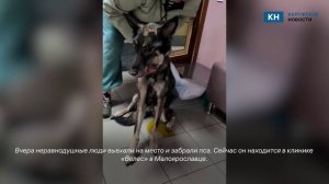 Истощённого пса отняли у неблагополучной хозяйки в Калужской области