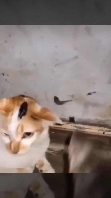 Смертельный удар