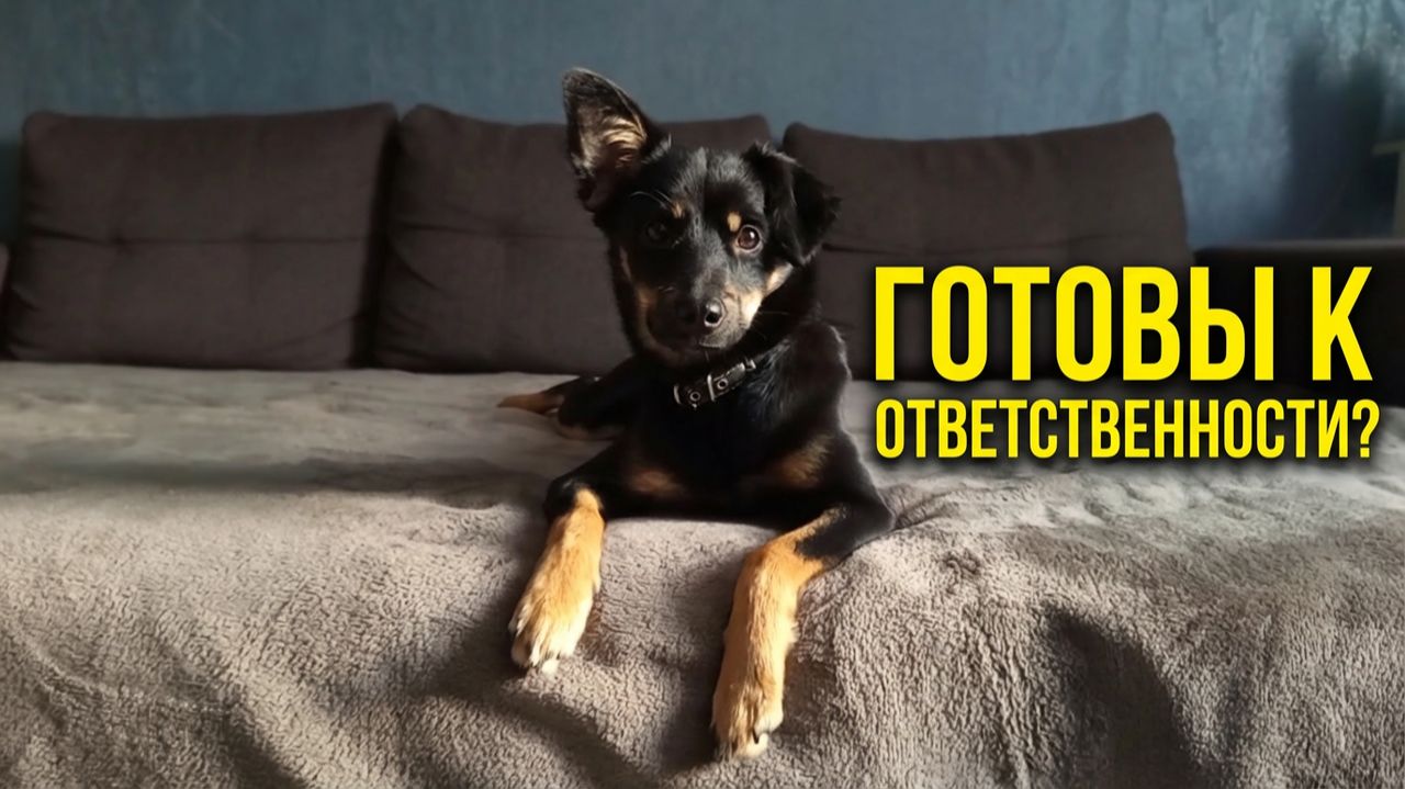 Собака — не игрушка: честный разговор перед заведением #питомцы #собака #хочусобачку #завестисобаку
