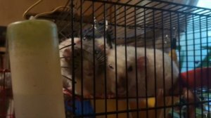 MelomanicaTV представляет: Сергей РАzoom Фокин. Тяжёлые небеса. Памяти крыса Шпунтика. 17.4.2026 г.