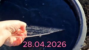 28.04.2026 Опять мороз. Картошка готова к высадке