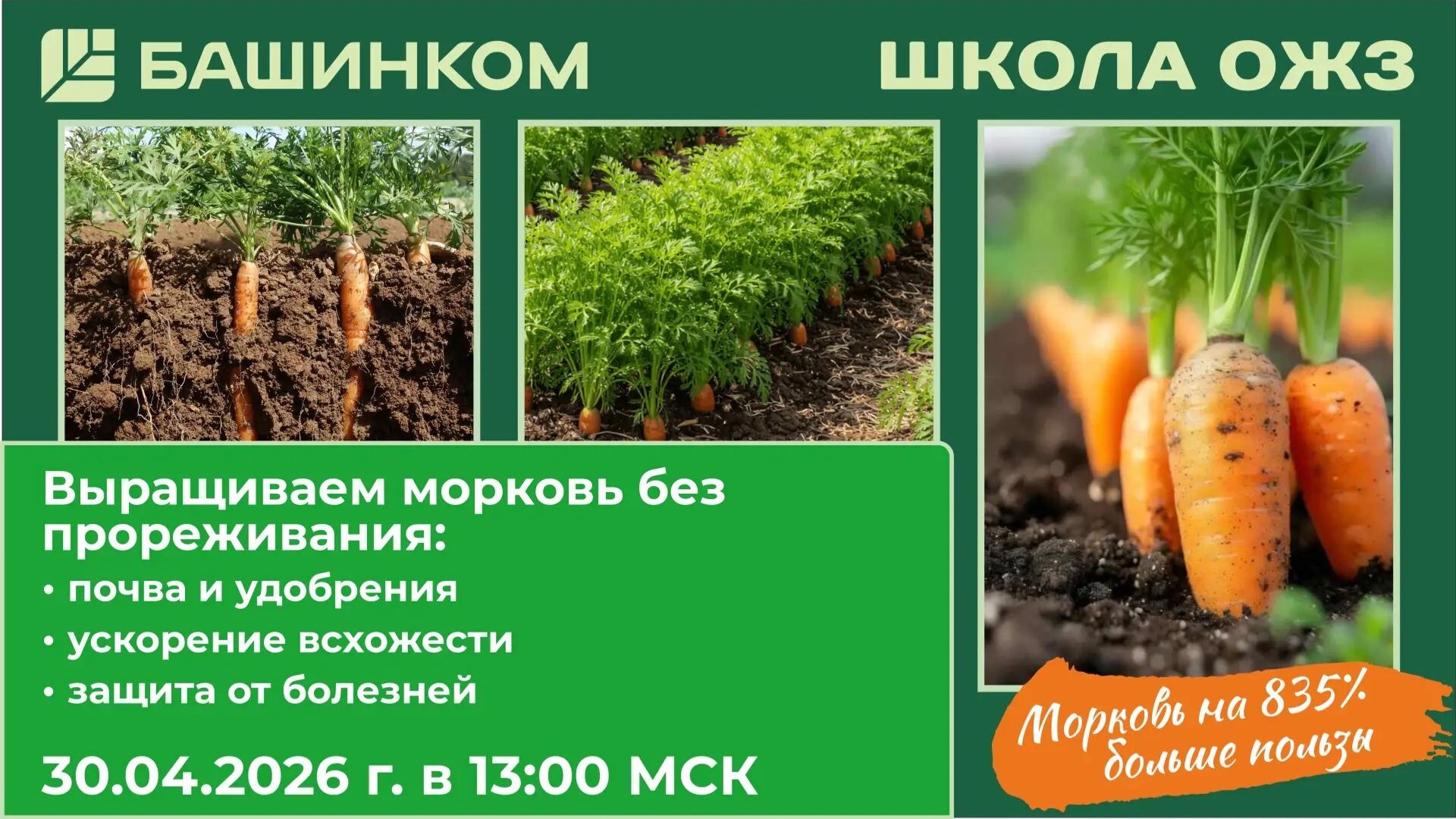 Не прореживайте всходы! Учимся сеять морковь по технологии ОЖЗ