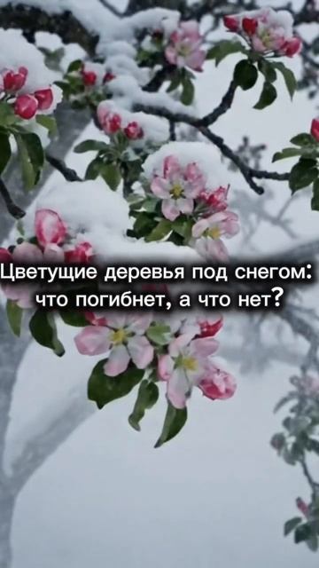 Снег на цветущих деревьях: что погибнет, а что нет?
