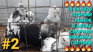🔥🔥🔥 19.04.26 Птичий рынок в г.Аксай. Сборная ярмарка голубей. Часть 2. Pigeons Fair. Bird Market.