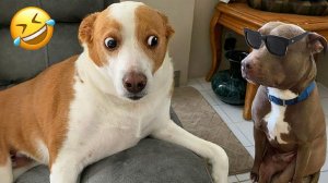 СМЕШНЫЕ КОТЫ | ЛУЧШИЕ ПРИКОЛЫ С КОТАМИ, СОБАКАМИ, КОШКИ, СОБАКИ, ЖИВОТНЫЕ, СМЕШНОЕ ВИДЕО