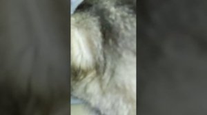 1000017691.mp4