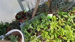 Обзор рассады