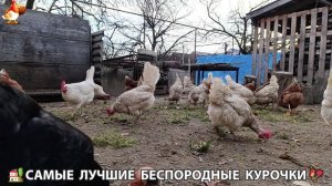 Курочки дворовые селяночки лучшие беспородные несушки 🥚 (5)