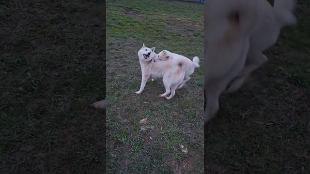 Хвост Белкуньи