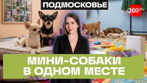 Приют для брошенных чихуахуа и той-терьеров открылся в Балашихе