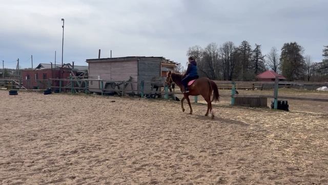 #жизнь_Аликорна 22.04.26 Первый галоп на Лилу)