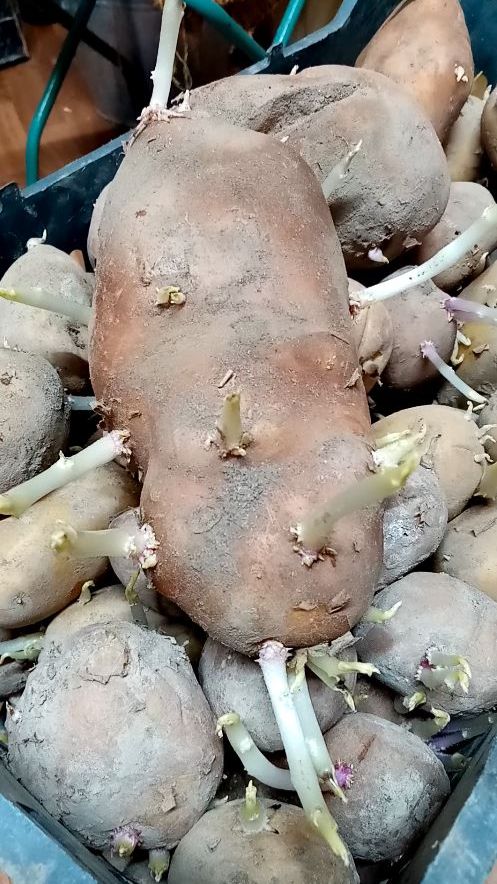 Как ПРАВИЛЬНО прорастить КАРТОФЕЛЬ для посадки.