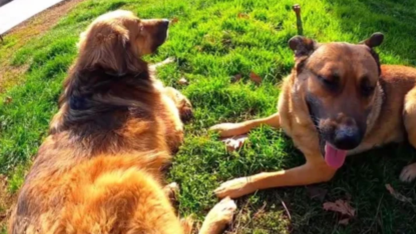 Песня про бездомных собак Ялты