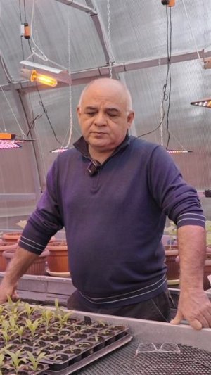 На рассаде перца появились мошки