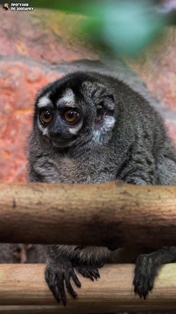 Ночной обезьян Инок вышел из домика. Ленинградский зоопарк