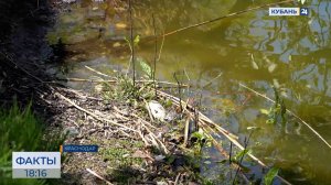 В мэрии Краснодара прокомментировали ситуацию с гибелью рыбы в Карасуне