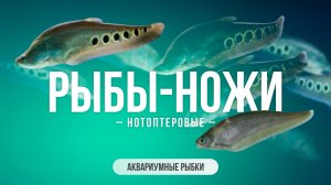 Рыбы-ножи. Нотоптеровые