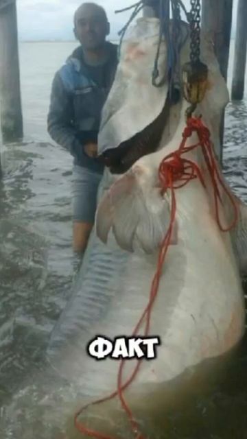 Самая дорогая рыба в мире!!! #рыба #рыбалка #рыбаки #самаядорогаярыба #икрачерная #икра #деликатес