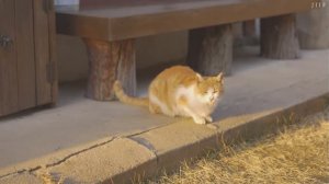 JIIF. Одиночное путешествие по корейской сельской местности