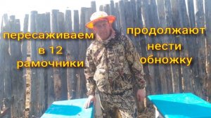 пересаживаем в 12 рамочные улья