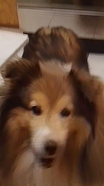 а ширли тоже хочет есть