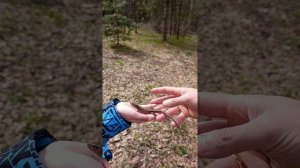 Послание от Плеяд на май 26г.