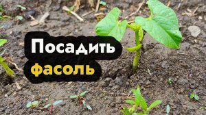 Вырастить фасоль - как посадить фасоль на даче