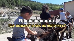 Чудо ослик в Крыму