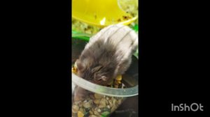 ХОМЯЧОК/МИЛЫЕ ВИДЕО С ЖИВОТНЫМИ